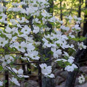 Cornus florida	(Flowering Dogwood)