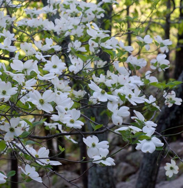 Cornus florida	(Flowering Dogwood)
