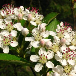 Aronia arbutifolia (Red Chokeberry)