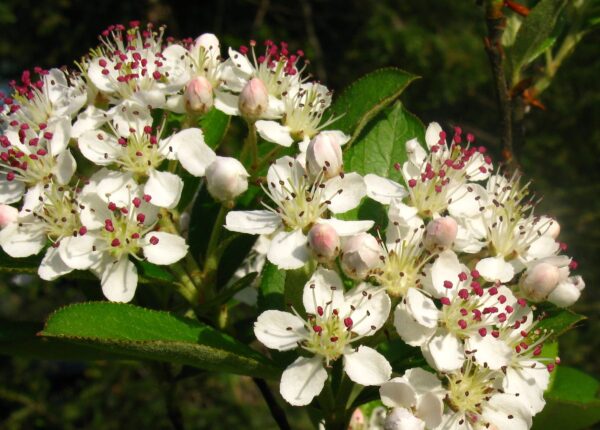 Aronia arbutifolia (Red Chokeberry)
