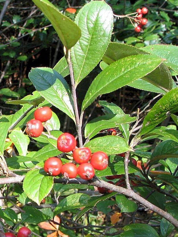 Aronia arbutifolia (Red Chokeberry) - Image 2