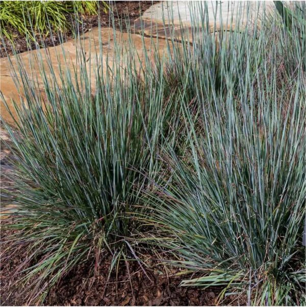 Schizachyrium scoparium 'Standing Ovation' (Little Bluestem ...