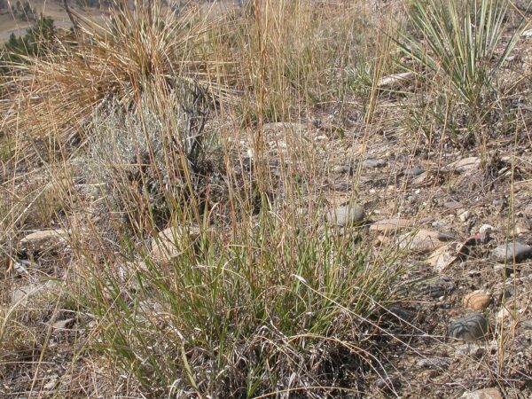 Bouteloua curtipendula (Side-oats Grama) - Image 2
