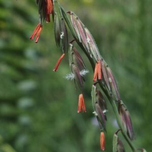 Bouteloua curtipendula (Side-oats Grama)