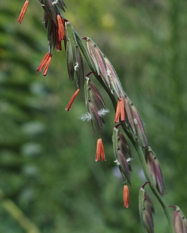 Bouteloua curtipendula (Side-oats Grama)
