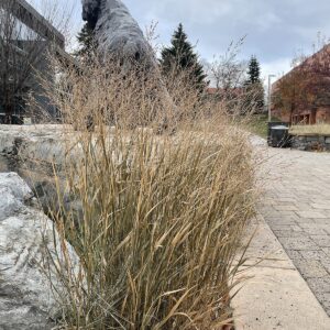 Panicum virgatum (Switch Grass)