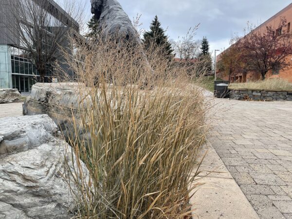 Panicum virgatum (Switch Grass)
