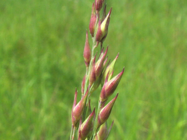 Panicum virgatum (Switch Grass) - Image 3