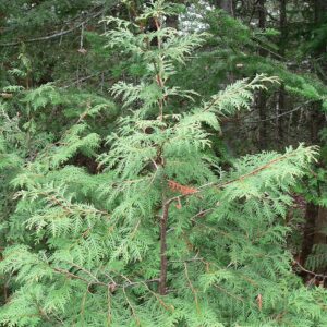 Thuja occidentalis (Northern White Cedar)