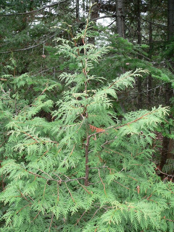Thuja occidentalis (Northern White Cedar)