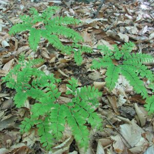 Adiantum pedatum (Maidenhair Fern)