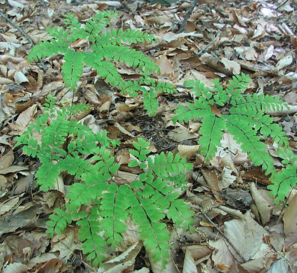 Adiantum pedatum (Maidenhair Fern)
