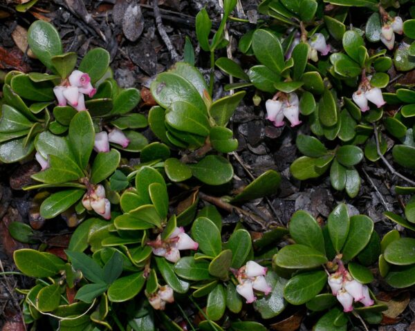 Arctostaphylos uva-ursi (Bearberry) - Image 3
