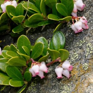 Arctostaphylos uva-ursi (Bearberry)