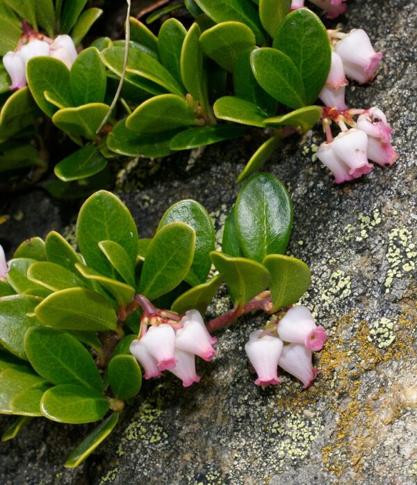 Arctostaphylos uva-ursi (Bearberry)