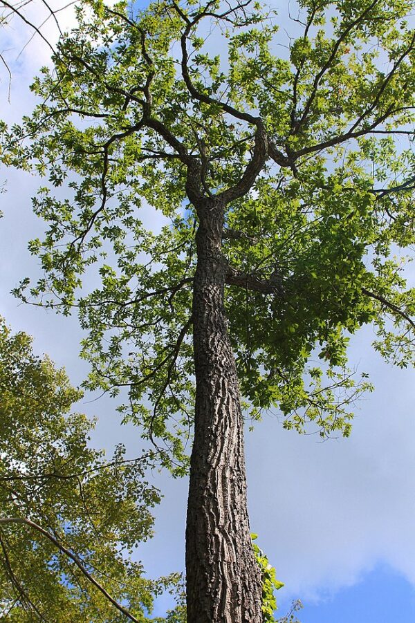 Quercus prinus (Chestnut Oak)