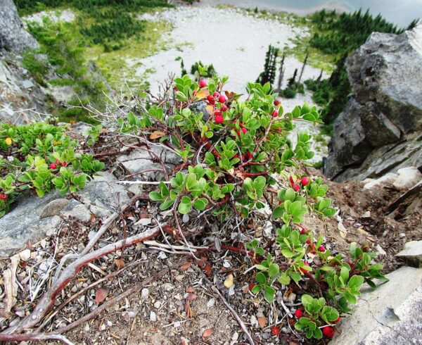 Arctostaphylos uva-ursi (Bearberry) - Image 2