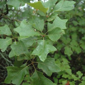 Quercus ilicifolia (Scrub Oak)