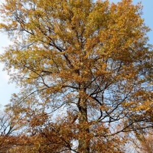 Quercus coccinea (Scarlet Oak)