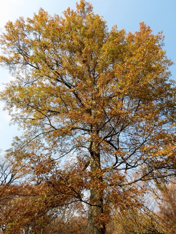 Quercus coccinea (Scarlet Oak)