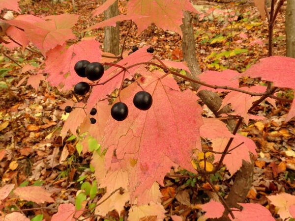 Viburnum acerfolium (Maple Leaf Virbunum) - Image 3