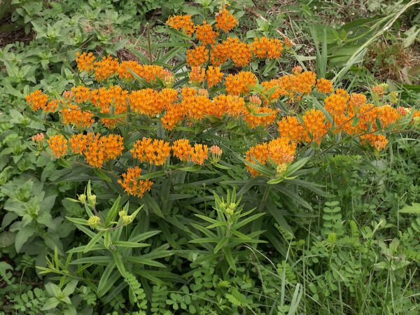Asclepias tuberosa (Orange Butterflyweed)