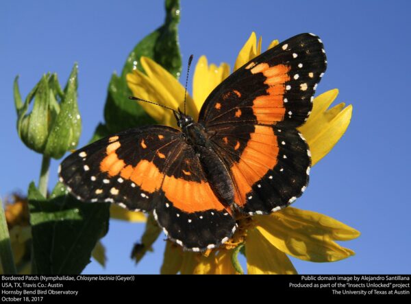 Helianthus maximilliani (Maximillian Sunflower) - Image 2