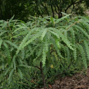 Athyrium filix-femina (Lady Fern)
