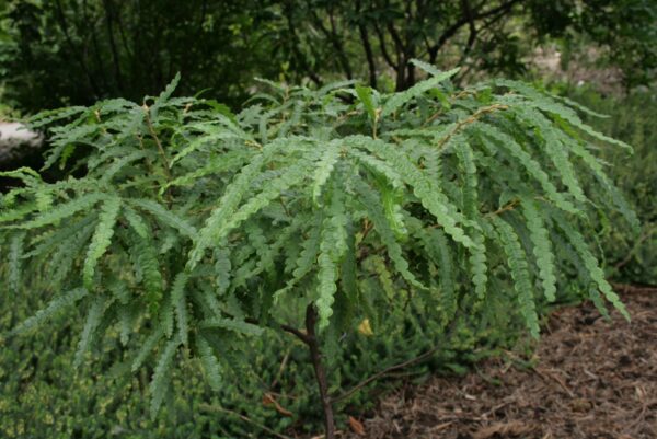 Athyrium filix-femina (Lady Fern)