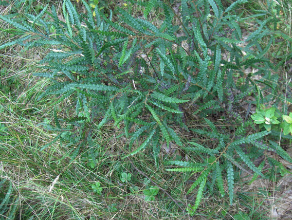 Comptonia peregrina	(Sweet Fern) - Image 3