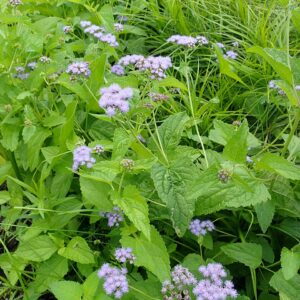Conoclinum coelestinum (Mistflower)