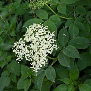 Sambucus canadensis (Common Elderberry)