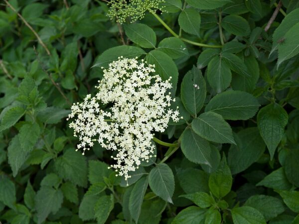 Sambucus canadensis (Common Elderberry)