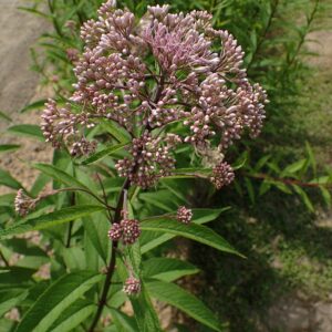 Eutrochum maculatum (Joe Pye Weed)