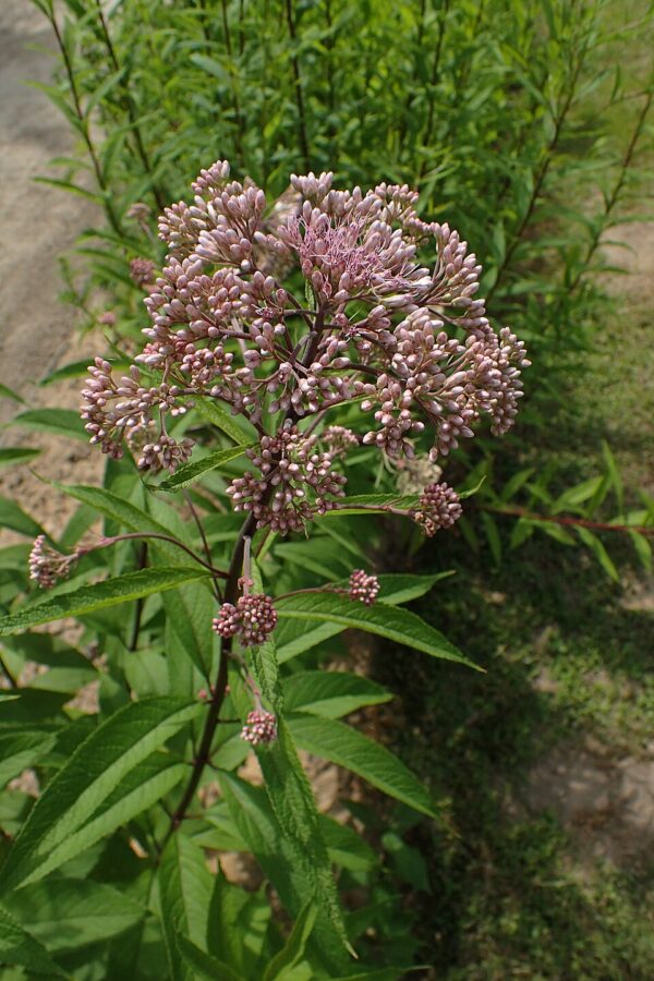 Eutrochum maculatum (Joe Pye Weed)