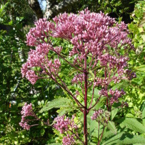 Eupatorium purpureum (Purple Joe-Pye)