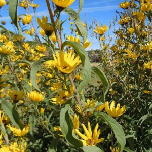 Helianthus maximilliani (Maximillian Sunflower)