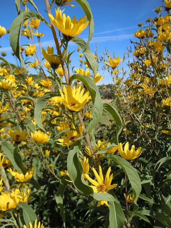 Helianthus maximilliani (Maximillian Sunflower)