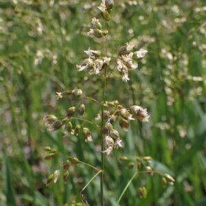 Hierochloe odorata (Sweetgrass)