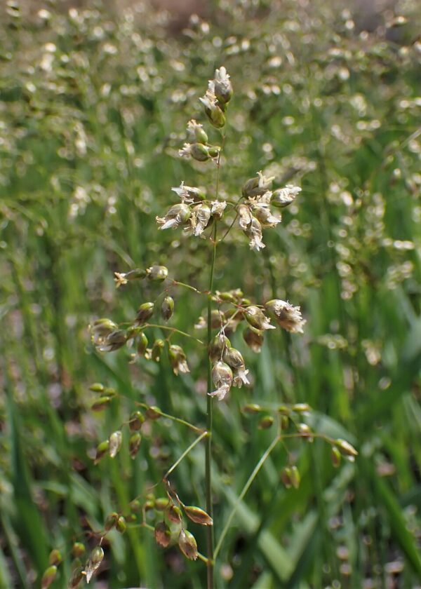 Hierochloe odorata (Sweetgrass)