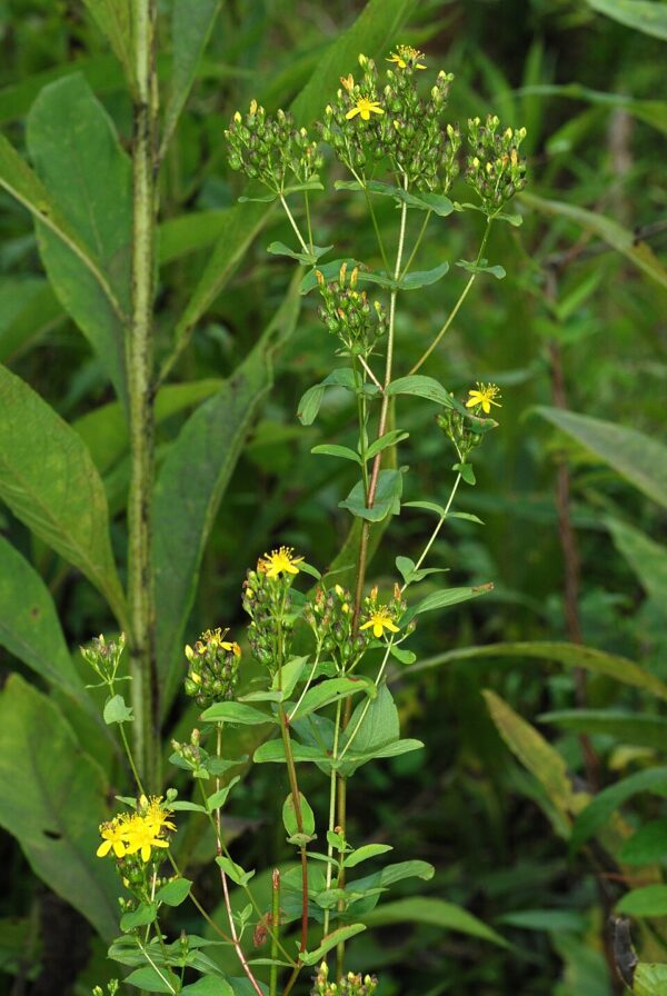 Hypericum punctatum (Spotted St. John's Wort) - Image 2