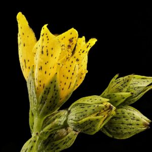 Hypericum punctatum (Spotted St. John's Wort)