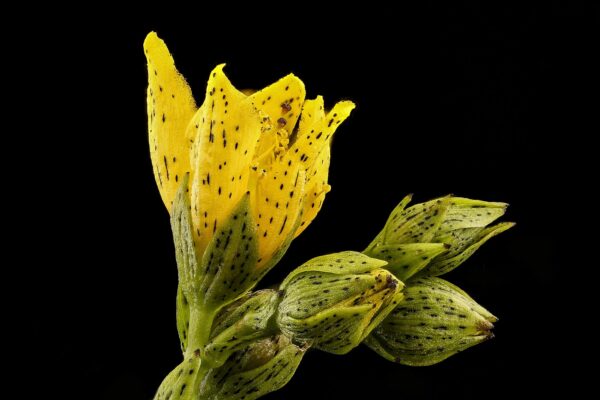 Hypericum punctatum (Spotted St. John's Wort)
