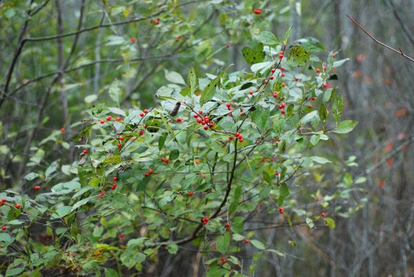 Ilex verticillata (Winterberry) - Image 3