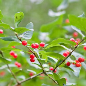 Ilex verticillata (Winterberry)