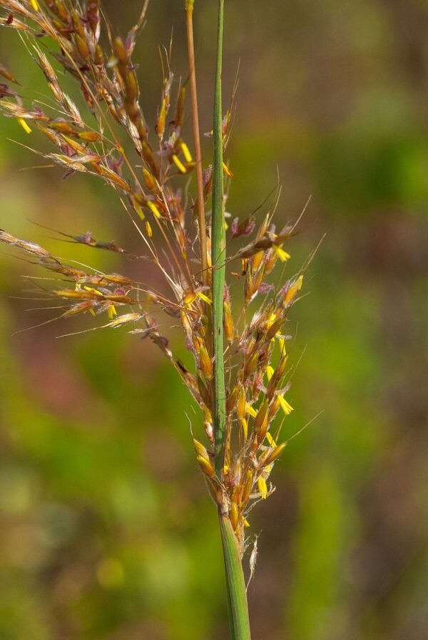 Sorghastrum nutans (Indian Grass) - Image 2