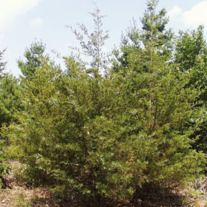 Juniperus virginiana (Red Cedar)