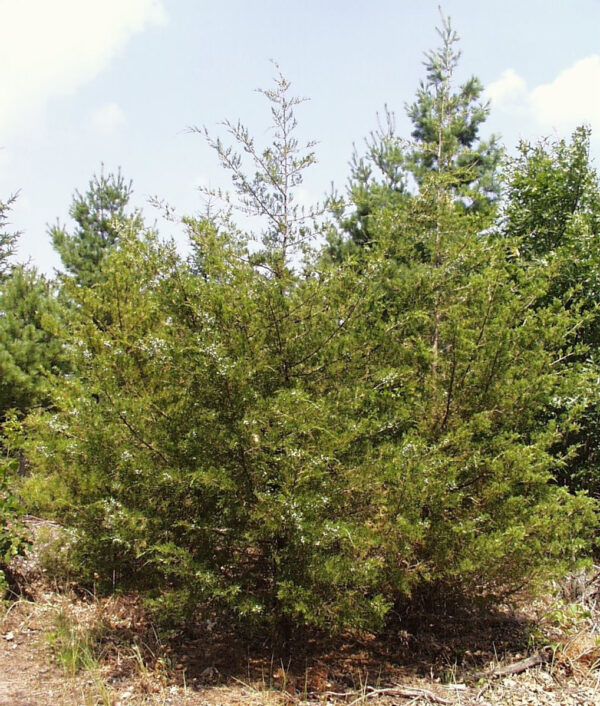Juniperus virginiana (Red Cedar)