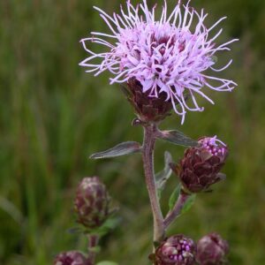 Liatrus scariosa var. novae-anglia (Northern Gayfeather)