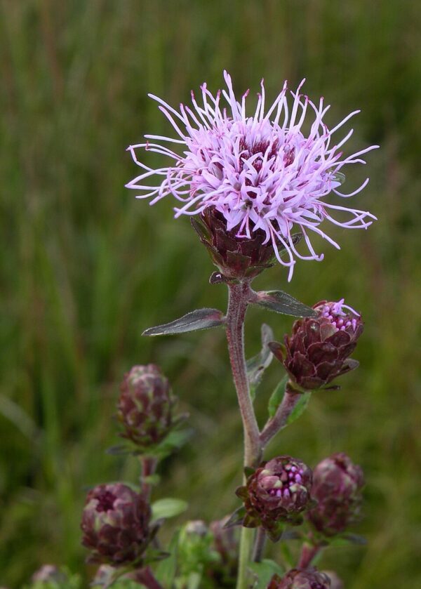 Liatrus scariosa var. novae-anglia (Northern Gayfeather)